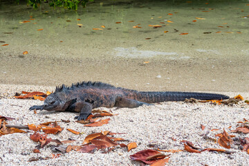 iguana at the beach in Ecuador