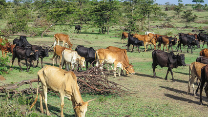 grazing cows in Masai Mara