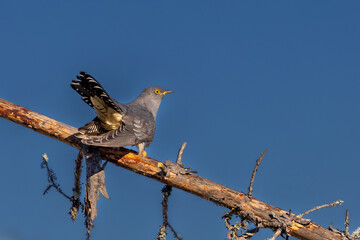 The Common Cuckoo is looking for rivals in its territory.