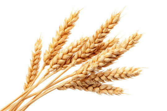 A Bunch of Wheat Stalks Golden Grain Harvest Isolated on Transparent Background