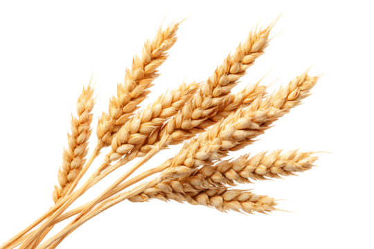 A Bunch of Wheat Stalks Golden Grain Harvest Isolated on Transparent Background