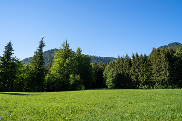 Mountain meadow with forest trees and blue sky in summer