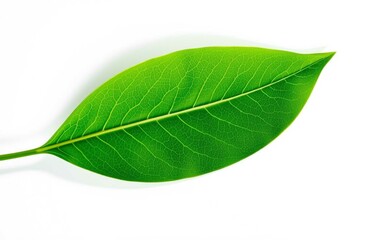 Obraz premium Studio macro shot of a transparent green leaf with visible vein patterns, placed on white lightbox for scientific or medical use. Clear and minimal.