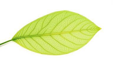 Obraz premium Studio macro shot of a transparent green leaf with visible vein patterns, placed on white lightbox for scientific or medical use. Clear and minimal.
