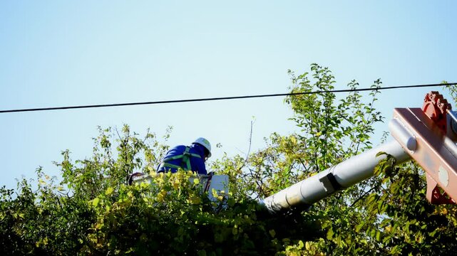 Close up view of professional cutting tree services under electricity line.
