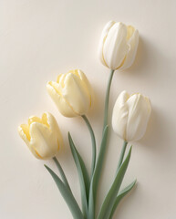 minimal floral scene with soft yellow tulips in pastel tone across cream white background for branding and spring design floral botanical wallpaper background