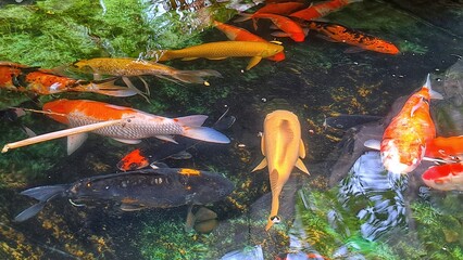 Koi Fish in a Pond