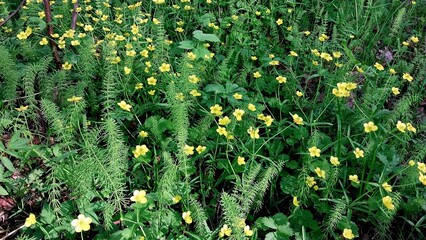 A lush green field dotted with vibrant yellow wildflowers, surrounded by tall fern-like plants.