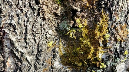 Close-up of tree bark featuring textured, rough surfaces and vibrant green and yellow moss growing in patches.