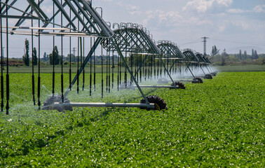 Center Pivot Irrigation System in potato agricultural field. Potato field irrigated by a pivot sprinkler system.