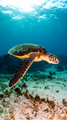 Fototapeta premium Majestic sea turtle gliding through vibrant underwater scenery with coral reefs and sunlight filtering from above