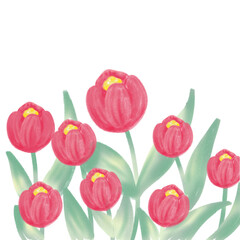 Fototapeta premium Tulipa love