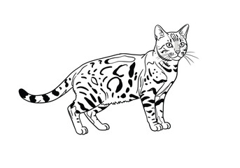 Bengal cat drawing. It is a black and white outline image of a spotted feline, a domestic cat breed known for its wild appearance and distinctive markings. Vector sketch line art draw.