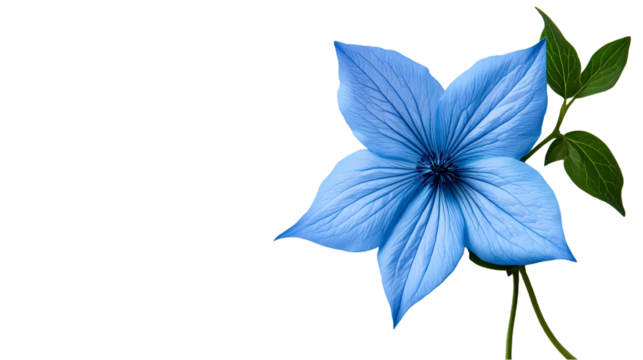 Isolated light blue flower with five petals and green leaves  studio shot isolated on transparent background