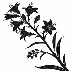 black and white bugloss