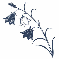 black and white bellflowers