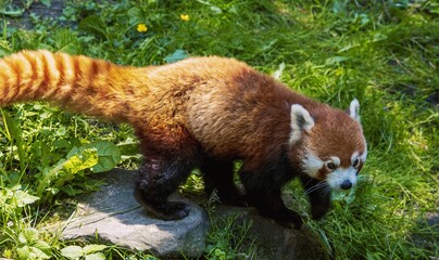 Animal photo of a small panda © Rolf