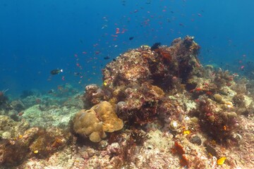 Blue tropical ocean, colorful underwater coral reef with fish and corals. Scuba diving on the reef in the exotic sea. Marine life in the sea, underwater photography from the scuba trip. Travel picture