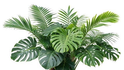 Monstera plant and palm tree leaves lush tropical foliage houseplant greenery on white background indoor decor