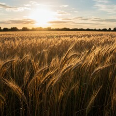 Obraz premium Golden Wheat Field at Sunset
