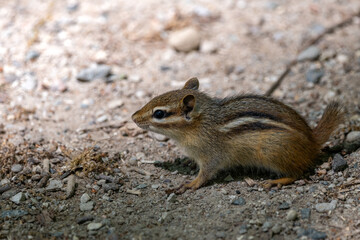 Eastern chipmunk with a short tail on a path