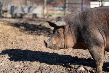 Domestic pig standing in a pen on a farm © George Schmiesing