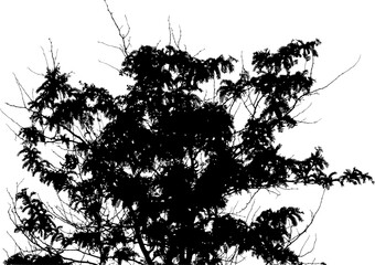 Vector illustration of acacia branch with leaves