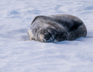 Weddell seal antarctica photograph in hope bay 