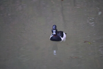 Ring necked duck in Eugene, Oregon