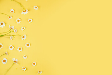 Floral pattern of white chamomile daisy flowers on yellow background. Flat lay, top view. Floral background. Pattern of flower buds.