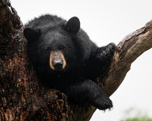 Wet black bear sitting in the crook of a tree