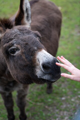 Fototapeta premium Donkey sniffing a hand reaching out to pet him
