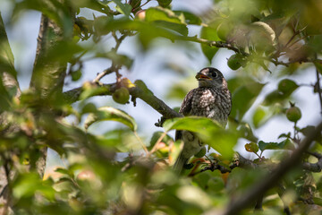 Bluebird fledging perched in a tree with a seed in his beak