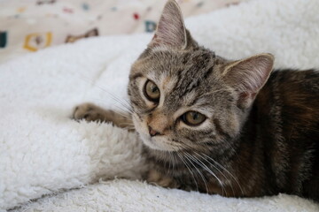 カメラ目線の猫