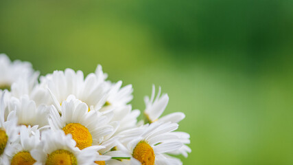 Obraz premium Stunning CloseUp of Beautiful Daisies Set Against a Soft and Inviting Green Background