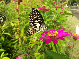 butterfly is sucking flower nectar