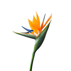 Close-up of a vibrant bird of paradise flower isolated on transparent background.