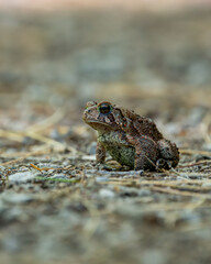 American toad sitting on a barren path