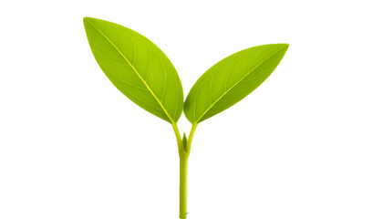 green sprout isolated on white background