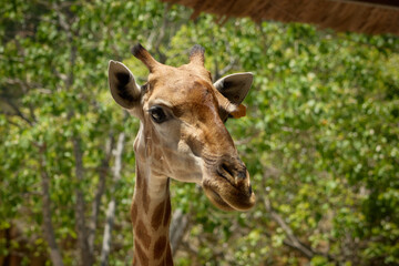 portrait of a giraffe in the zoo