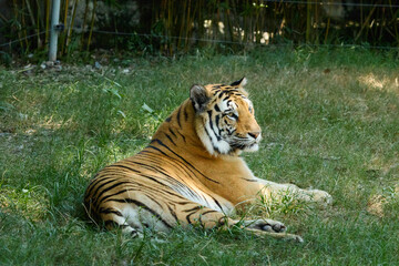 tiger is lying on the grass