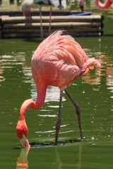 vertical photo of the pink flamingo in water