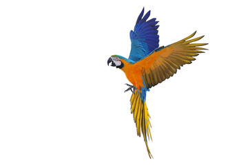 Colorful flying Blue and Gold Macaw parrot isolated on transparent background png file	