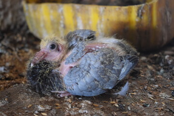 small, grey and blue pigeon squab, with sparse downy feathers, rests on the ground. This vulnerable young bird shows its early stage of development.