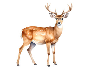 Cartoon watercolor deer Illustration. Animal clipart illustration.