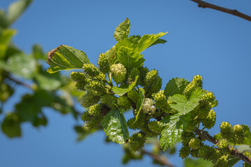 Fruit from mulberry tree.  among the freshness leaves.