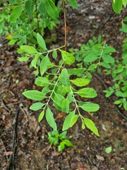 Sandalwood or Santalum Album green leaves and dark brown branches during early raining season