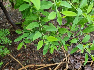 Sandalwood or Santalum Album green leaves and dark brown branches during early raining season