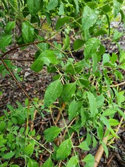 Sandalwood or Santalum Album green leaves and dark brown branches during early raining season