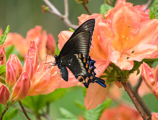 レンゲツツジの蜜を吸うミヤマカラスアゲハ / Peacock Swallowtail (Papilio...